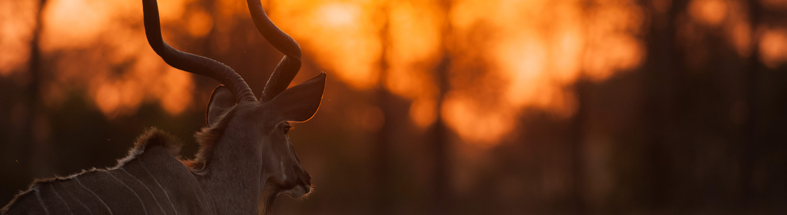 RESPONSIBLE HUNTING